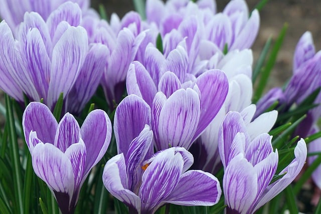 Free download flowers saffron crocuses free picture to be edited with GIMP free online image editor