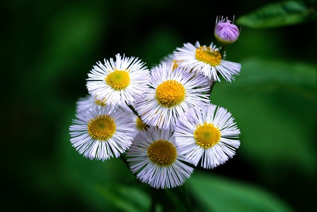 Free download flowers sagebrush wildflower plant free picture to be edited with GIMP free online image editor