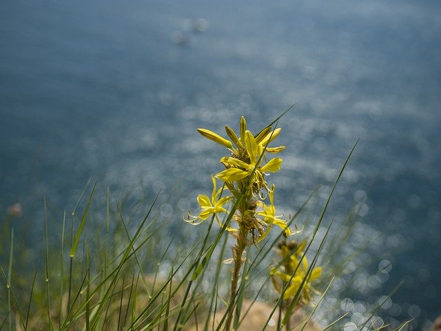 Free download Flowers Sea Grass -  free photo or picture to be edited with GIMP online image editor