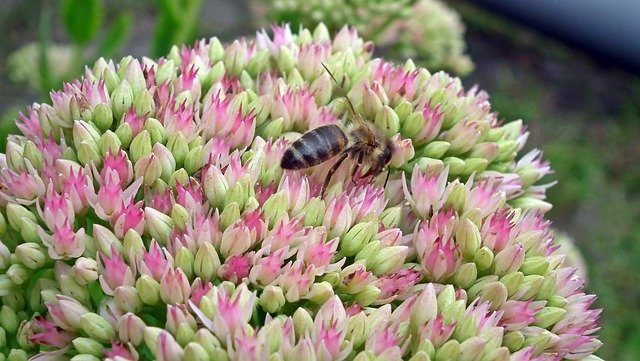 Free download Flowers Sedum Blooming -  free photo or picture to be edited with GIMP online image editor