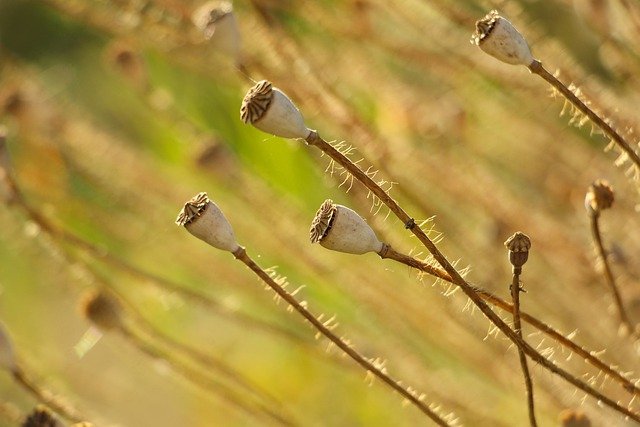 Free download flowers seed pods dried meadow free picture to be edited with GIMP free online image editor