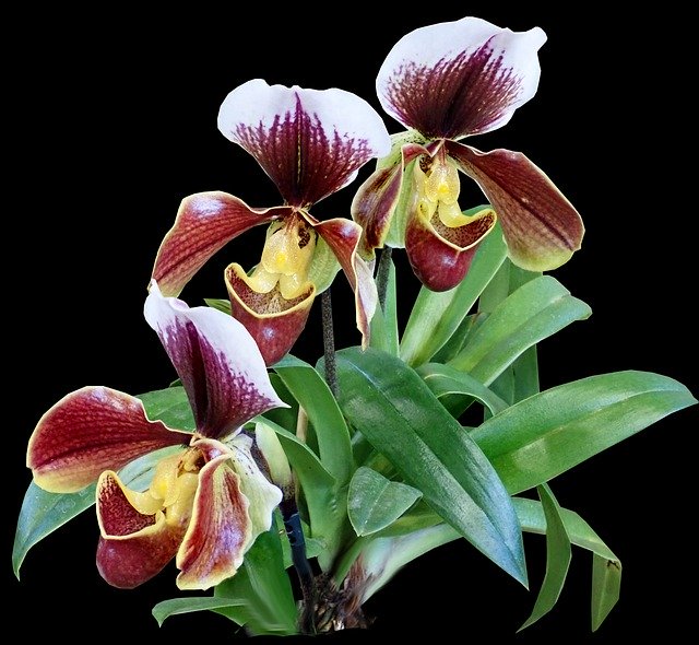 Free download Flowers Slipper Orchids -  free free photo or picture to be edited with GIMP online image editor