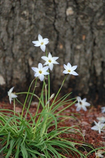 Free download Flowers Small -  free photo or picture to be edited with GIMP online image editor