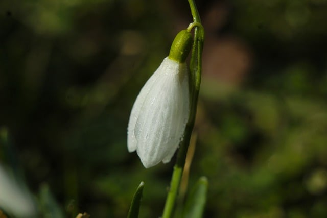 Free download flowers snowdrop buds spring flora free picture to be edited with GIMP free online image editor