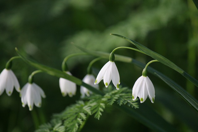 Free download flowers snow drops botany bloom free picture to be edited with GIMP free online image editor