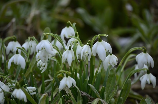 Free download flowers snowdrops early spring free picture to be edited with GIMP free online image editor