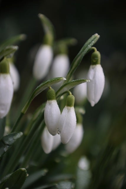 Free download flowers snowdrops galanthus free picture to be edited with GIMP free online image editor