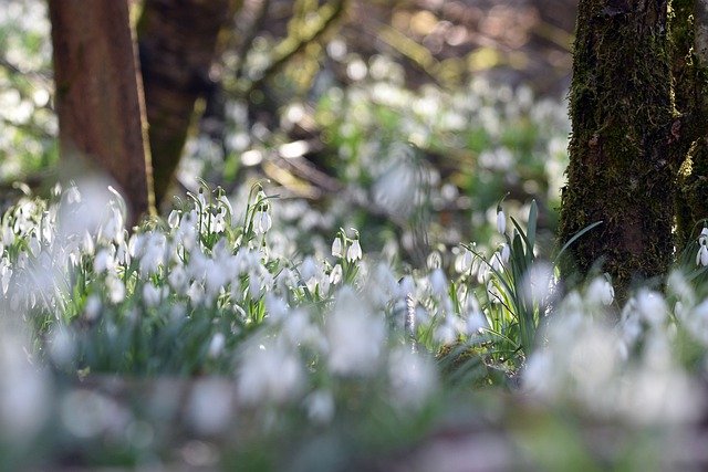 Free download flowers snowdrops nature forest free picture to be edited with GIMP free online image editor