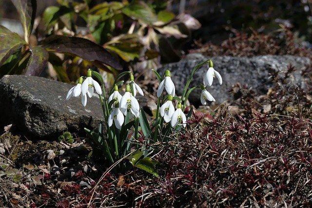 Free download flowers snowdrops spring rock free picture to be edited with GIMP free online image editor