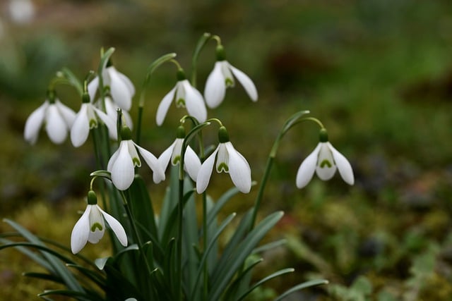 Free download flowers snowdrops white flowers free picture to be edited with GIMP free online image editor