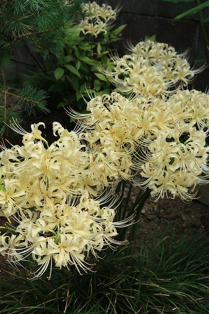 Free download Flowers Spider Lily Amaryllidaceae -  free photo or picture to be edited with GIMP online image editor