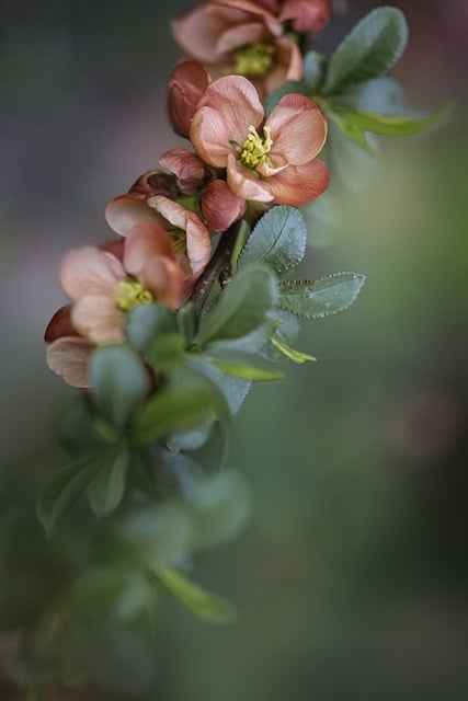 Free download flowers sprig quince bush orange free picture to be edited with GIMP free online image editor