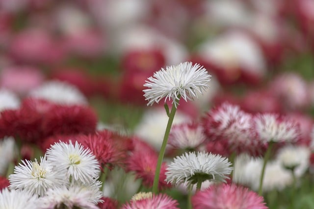 Free download flowers spring bloom white flowers free picture to be edited with GIMP free online image editor