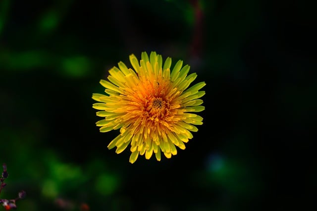 Free download flowers spring dandelion close up free picture to be edited with GIMP free online image editor