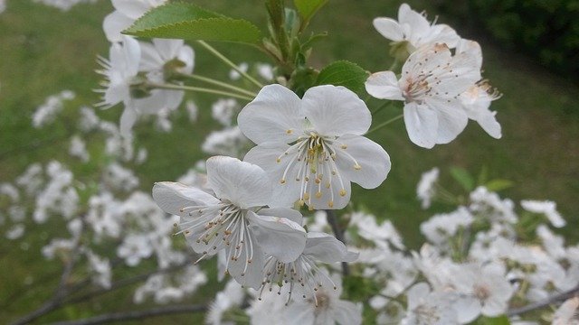 Free download Flowers Spring Flowering -  free photo or picture to be edited with GIMP online image editor