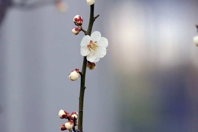 Free download flowers spring flowers plum blossom free picture to be edited with GIMP free online image editor