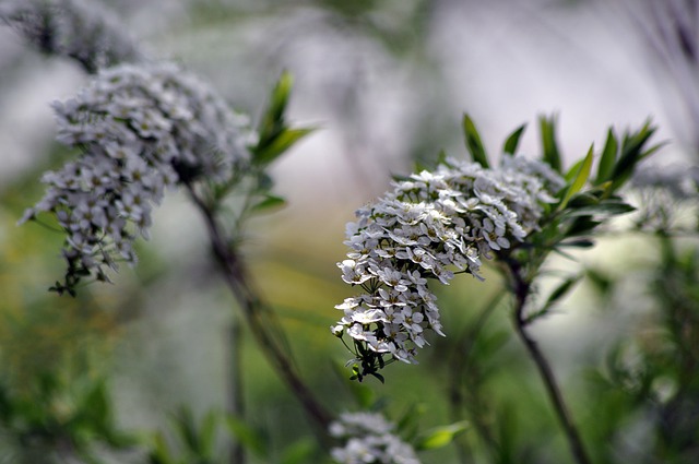 Free download flowers spring nature garden white free picture to be edited with GIMP free online image editor