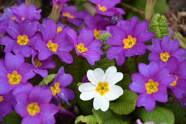 Free download Flowers Spring Primroses -  free photo or picture to be edited with GIMP online image editor