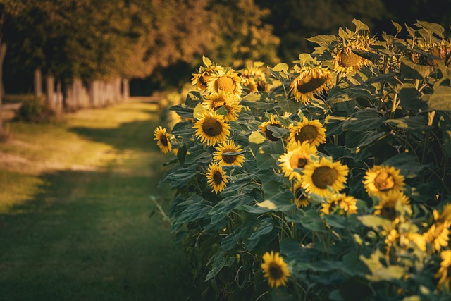 Free download flowers sunflowers bloom blossom free picture to be edited with GIMP free online image editor