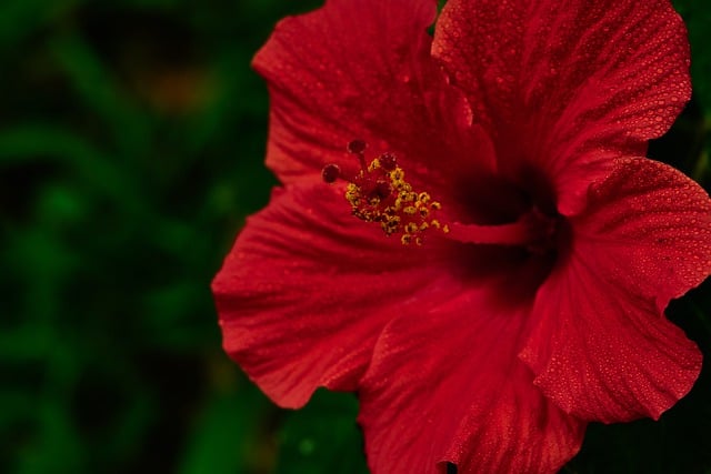 Free download flower stamens bloom mist nature free picture to be edited with GIMP free online image editor