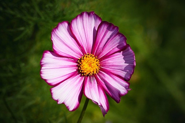 Free download flower stamens pistil flora garden free picture to be edited with GIMP free online image editor