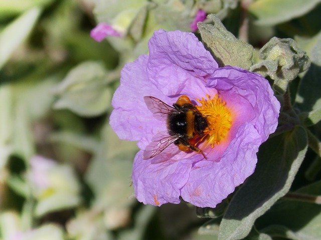 Free download Flower Steppe Bumblebee -  free photo or picture to be edited with GIMP online image editor