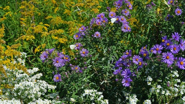 Free download Flowers The Beasts Of Field -  free photo or picture to be edited with GIMP online image editor