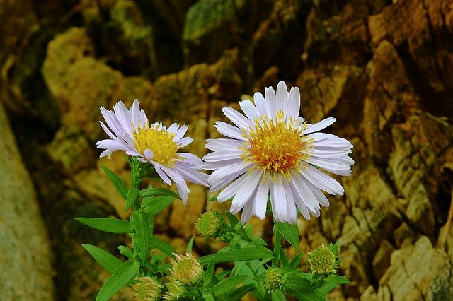 Free download Flowers The Beauty Of Nature Plant -  free photo or picture to be edited with GIMP online image editor