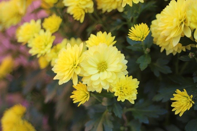 Free download Flowers The Chrysanthemum Yellow -  free photo or picture to be edited with GIMP online image editor