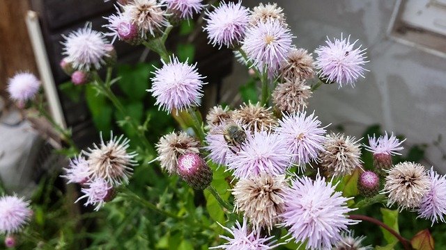 Free download Flowers Thistle Blossom -  free photo or picture to be edited with GIMP online image editor