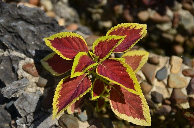 Free download Flower Stone Rise -  free photo or picture to be edited with GIMP online image editor