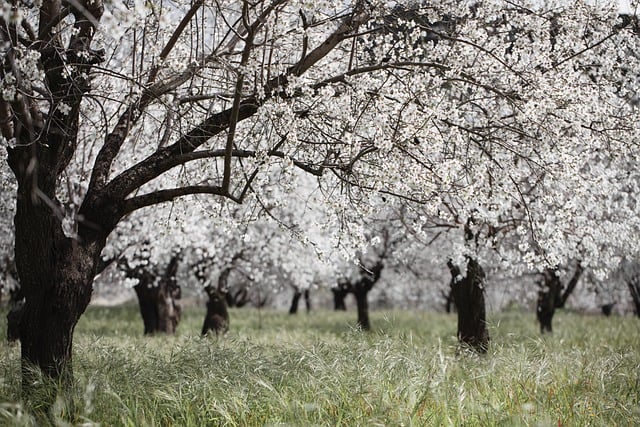 Free download flowers tree almond blossom spring free picture to be edited with GIMP free online image editor