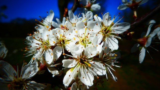 Free download Flowers Tree Branch -  free photo or picture to be edited with GIMP online image editor