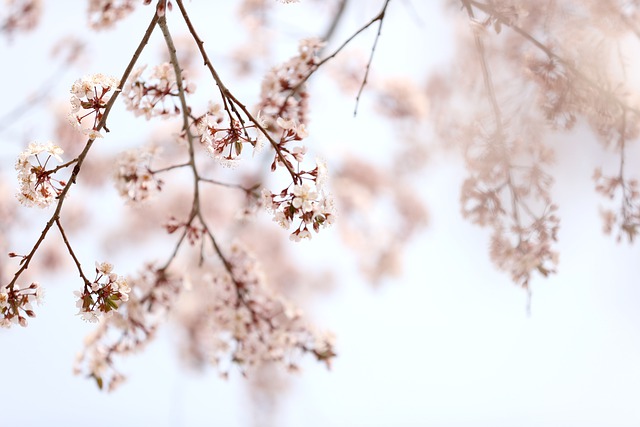 Free download flowers tree plum blossom landscape free picture to be edited with GIMP free online image editor