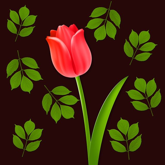 Free download Flowers Tulip Flower -  free illustration to be edited with GIMP free online image editor