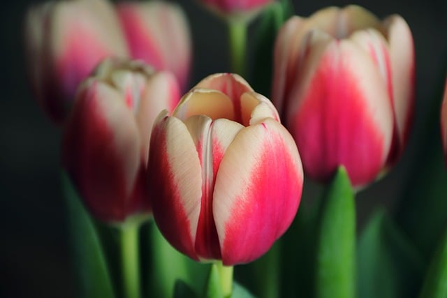 Free download flowers tulips buds bloom free picture to be edited with GIMP free online image editor