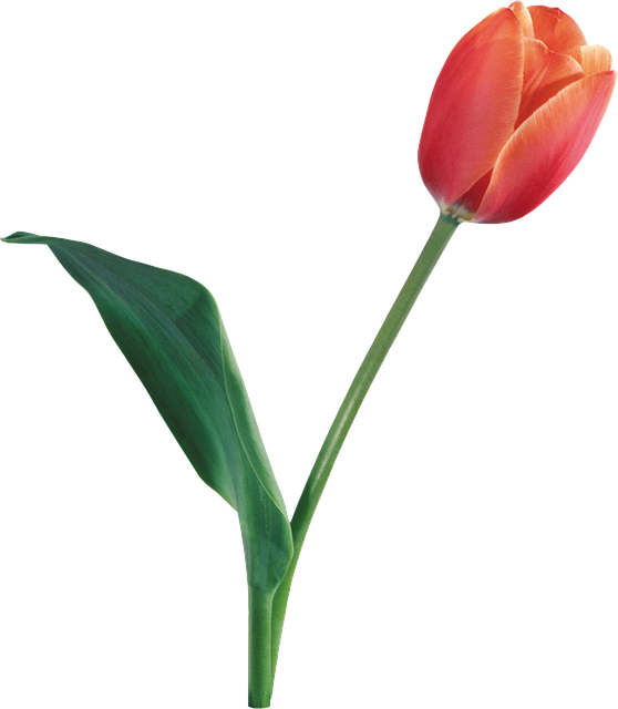 Free download Flowers Tulips Flower free photo template to be edited with GIMP online image editor