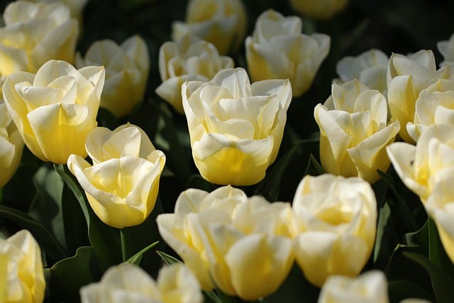 Free download flowers tulips flower buds free picture to be edited with GIMP free online image editor