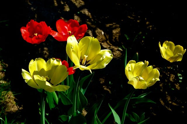 Free download flowers tulips petals flora nature free picture to be edited with GIMP free online image editor