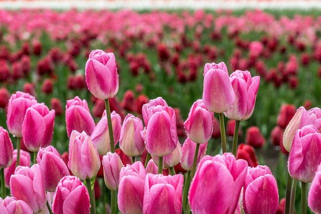 Free download flowers tulips pink field spring free picture to be edited with GIMP free online image editor