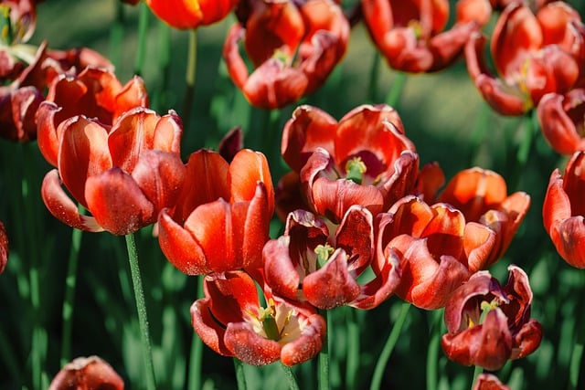 Free download flowers tulips plants meadow flora free picture to be edited with GIMP free online image editor