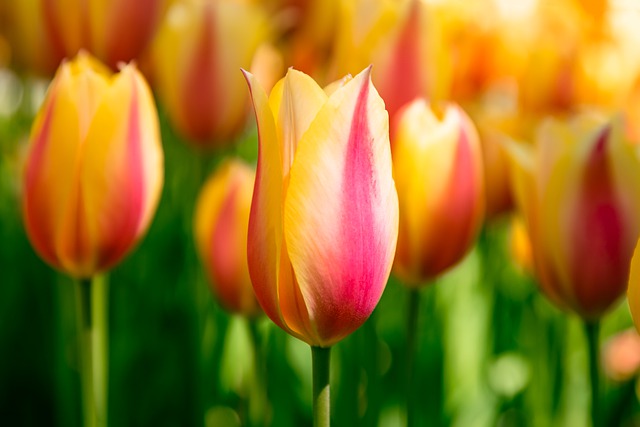 Free download flowers tulips spring orange flora free picture to be edited with GIMP free online image editor