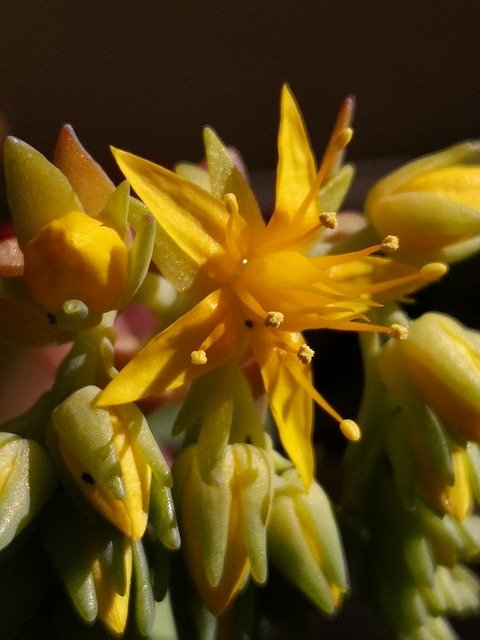 Free download Flower Succulents Yellow -  free photo or picture to be edited with GIMP online image editor