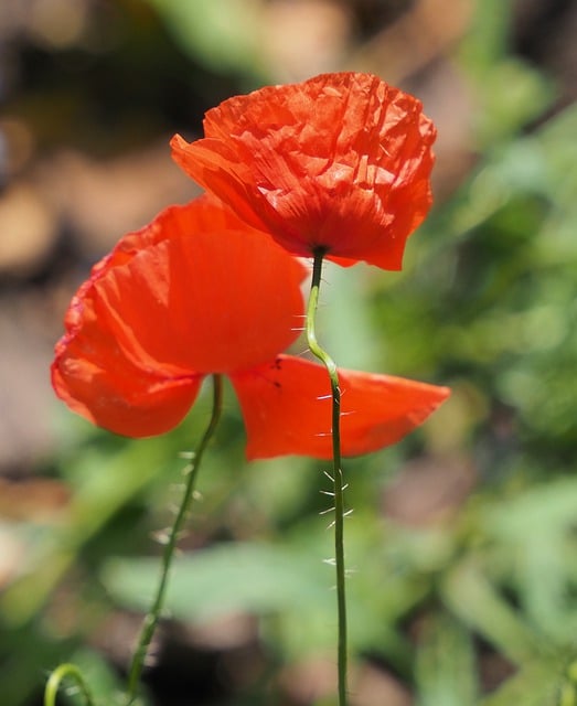 Free download flower summer poppy botany free picture to be edited with GIMP free online image editor