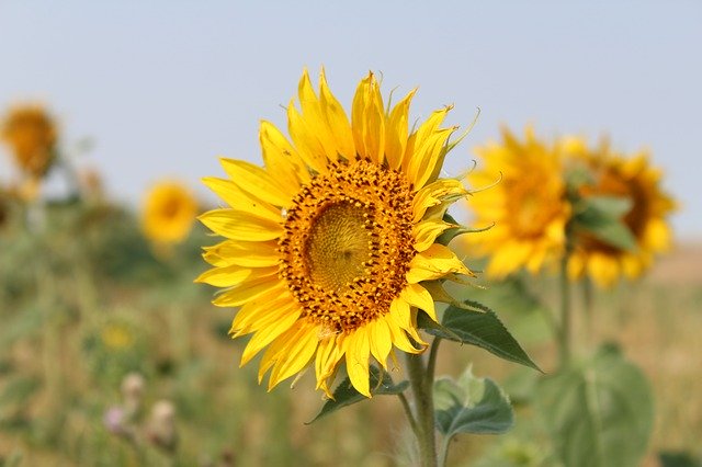 Free download Flower Sunflower Bloom -  free photo or picture to be edited with GIMP online image editor