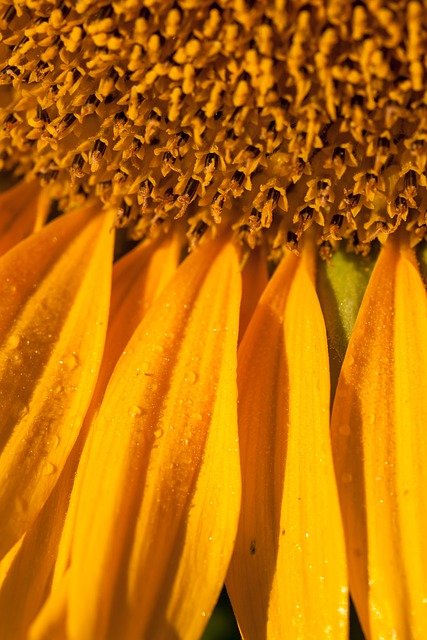 Free download flower sunflower bloom blossom free picture to be edited with GIMP free online image editor