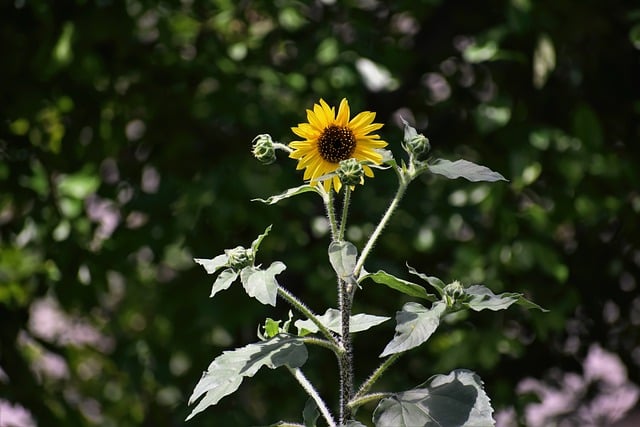 Free download flower sunflower bloom floral free picture to be edited with GIMP free online image editor