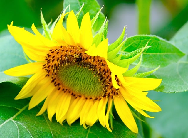 Free download flower sunflower flora nature free picture to be edited with GIMP free online image editor