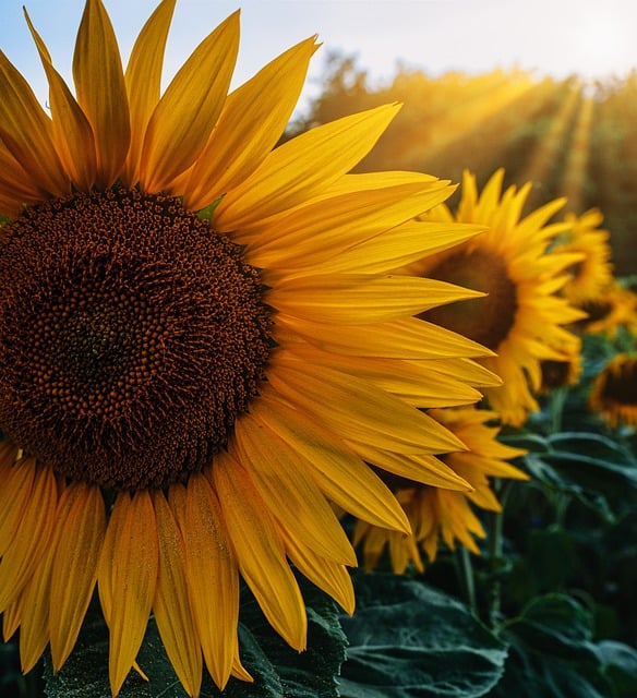 Free download flower sunflower summer botany free picture to be edited with GIMP free online image editor