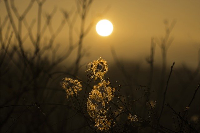 Free download Flower Sunset Nature -  free photo or picture to be edited with GIMP online image editor